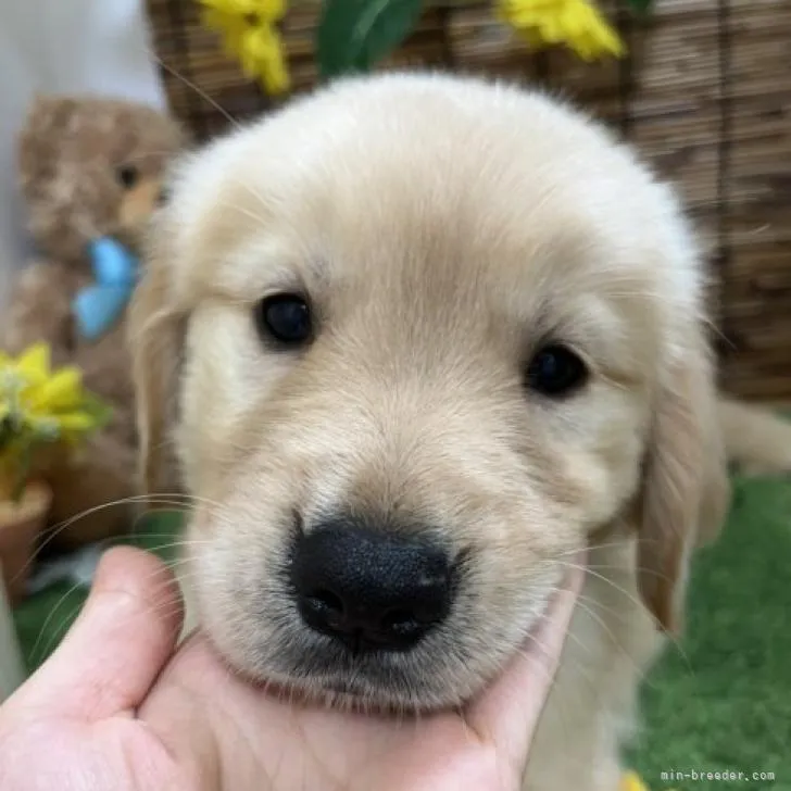 ID：2208-05020の子犬