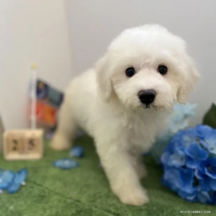 ID:2205-01543の子犬