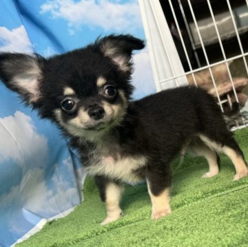 チワワ(ロング)【福井県・男の子・2024年7月25日・ブラックタン】の写真「パパは有名犬舎出身です！」