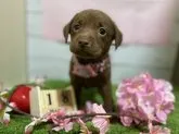 ラブラドールレトリバー【福井県・女の子・2022年2月15日・チョコレート】の写真1