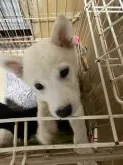 豆柴【福井県・男の子・2021年6月3日・白】の写真3