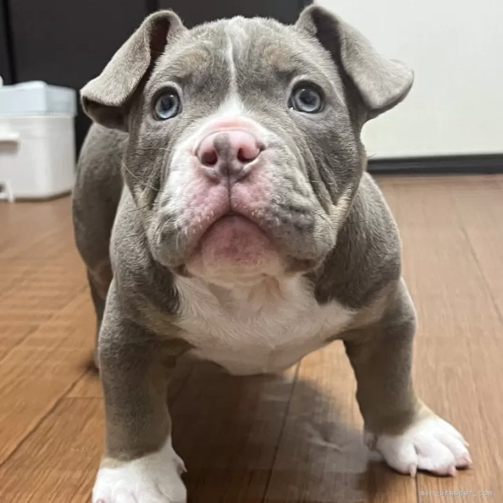 ID：2411-06181の子犬