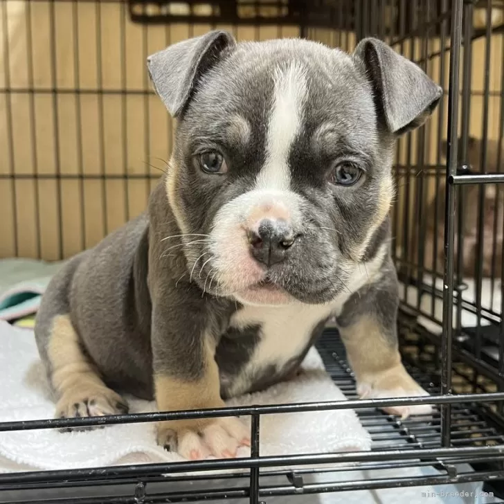 ID:2411-05538の子犬