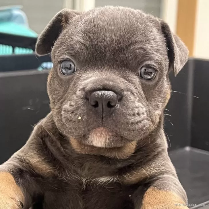 ID：2507-04892の子犬