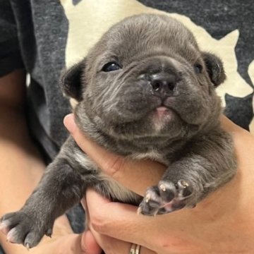 アメリカンブリー【大阪府・女の子・2025年11月3日・ブルー】の写真「不動の人気色　ブルー女の子」