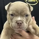 アメリカンブリー