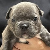 アメリカンブリー