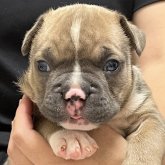 アメリカンブリー