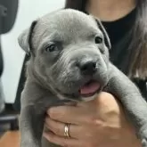 アメリカンブリー【大阪府・男の子・2024年3月8日・ブルー】の写真1