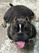 アメリカンブリー【・男の子・2023年5月3日・ブラックホワイトTRY】