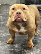 アメリカンブリー【・女の子・2023年11月5日・ライラック】