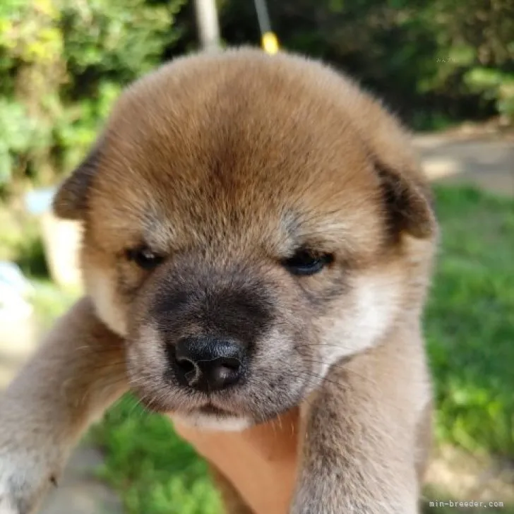ID:2309-02534の子犬