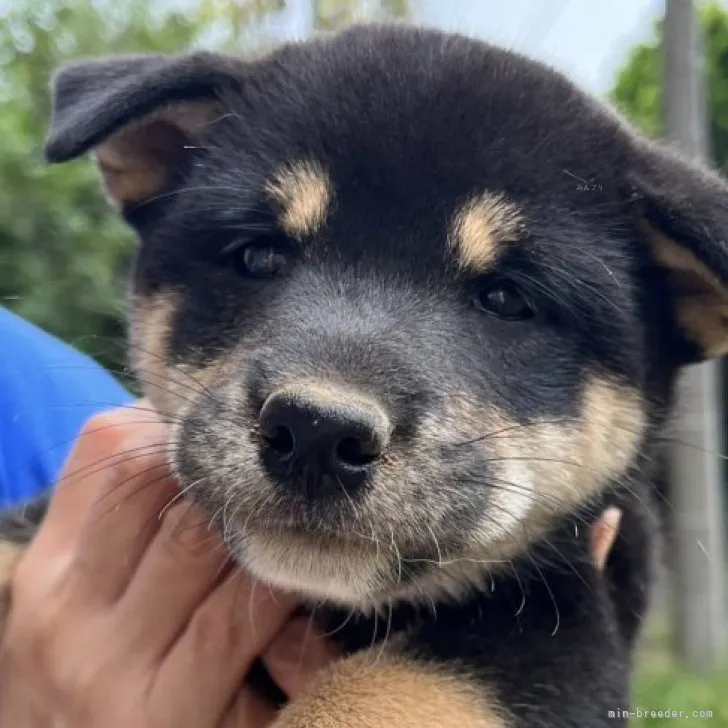 ID：2309-02053の子犬