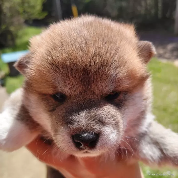 N.N 様のお迎えした子犬