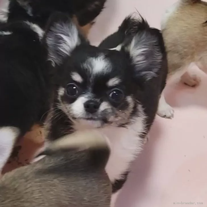 ID：2503-02569の子犬