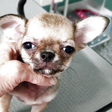 チワワ(スムース)【香川県・女の子・2025年7月27日・レッド】の写真「小降りで元気いっぱいの女の子です」
