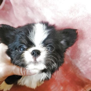 チワワ(ロング)【香川県・男の子・2025年2月16日・ブラックタン】の写真「もふもふ可愛い男の子」