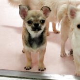 チワワ(スムース)