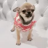 チワワ(スムース)【香川県・女の子・2025年7月27日・レッド】の写真3