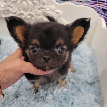 チワワ(ロング)【香川県・男の子・2023年7月7日・ブラックタン】の写真「お目目の可愛い男の子です」