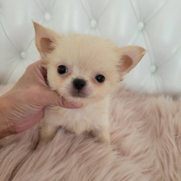 チワワ(ロング)【香川県・男の子・2023年7月16日・クリーム】の写真「黒目がちの可愛い男の子」