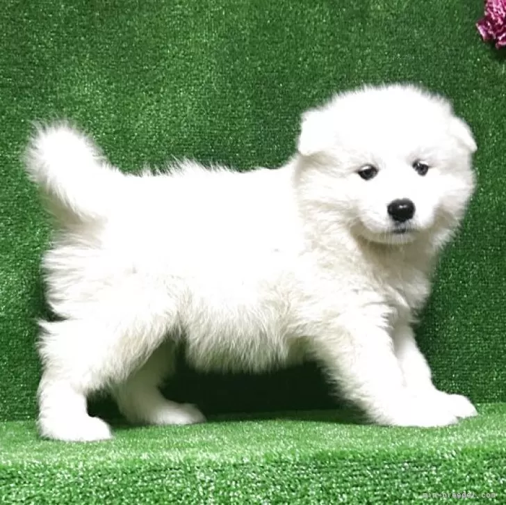 ID：2510-06806の子犬