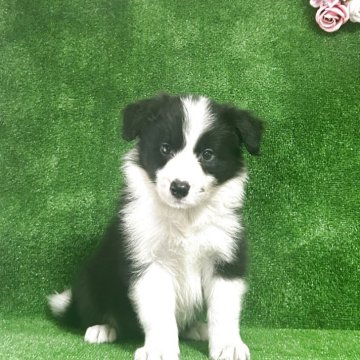 ボーダーコリー【三重県・男の子・2025年8月28日・ブラック&ホワイト】の写真「可愛い子😍」