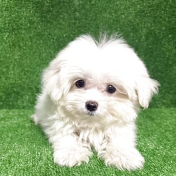 ポメマル(ポメラニアン×マルチーズ)【三重県・男の子・2025年8月13日・白色】の写真「可愛い子😍」