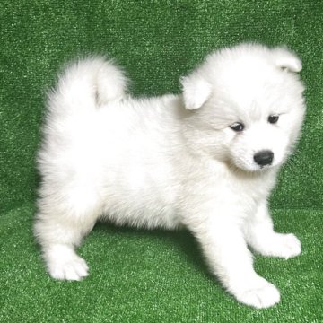 サモエド【三重県・男の子・2025年9月1日・白色】の写真「可愛い子😍」