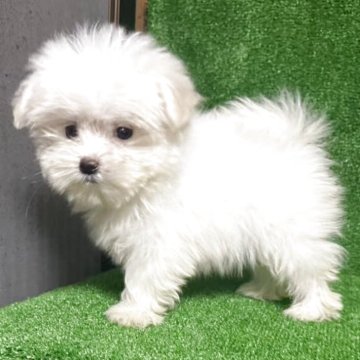 ポメマル(ポメラニアン×マルチーズ)【三重県・男の子・2025年8月13日・白色】の写真「可愛い子😍」