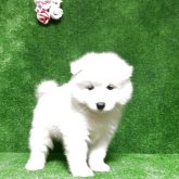 サモエド