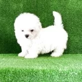 ビションフリーゼ
