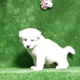 サモエド【三重県・女の子・2025年9月1日・白色】の写真2