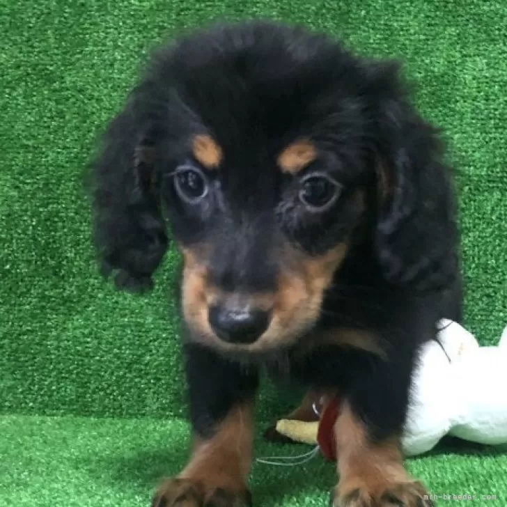 ID:2406-03504の子犬