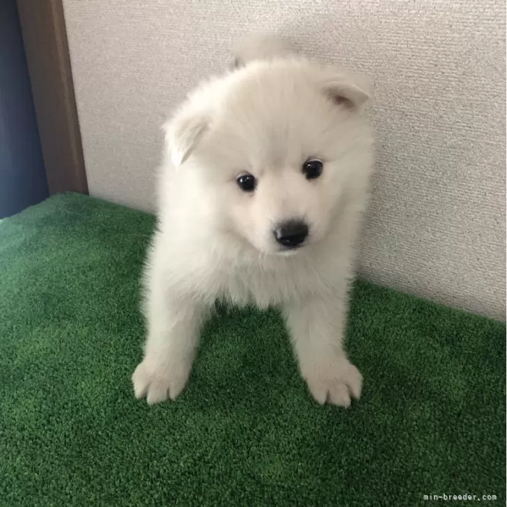 ID：2405-05984の子犬