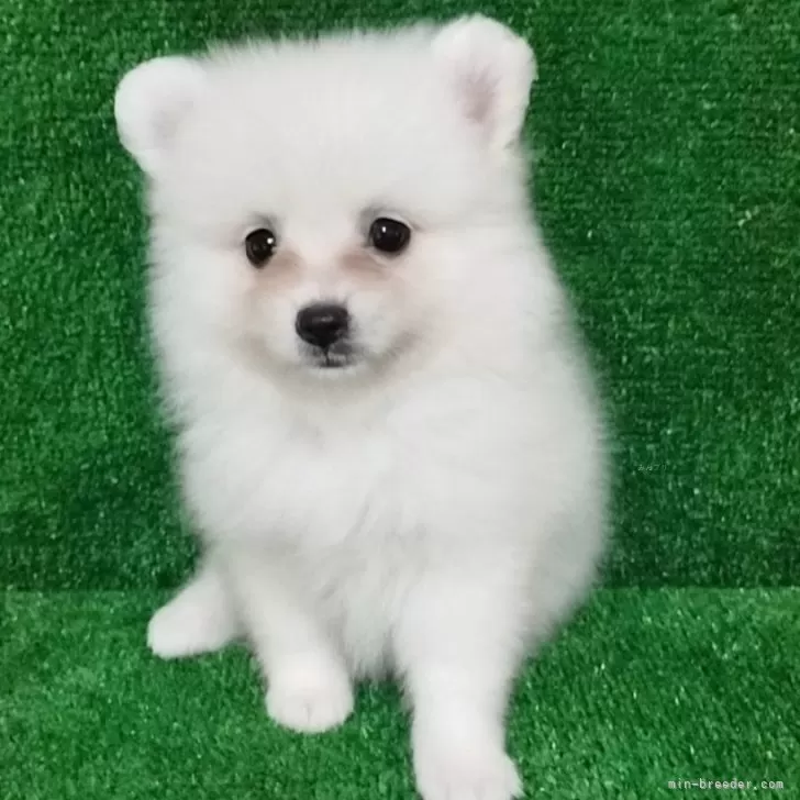 ID:2409-07397の子犬