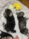 ミニチュアシュナウザー【岡山県・男の子・2024年11月29日・ソルト&ペッパー】の写真3