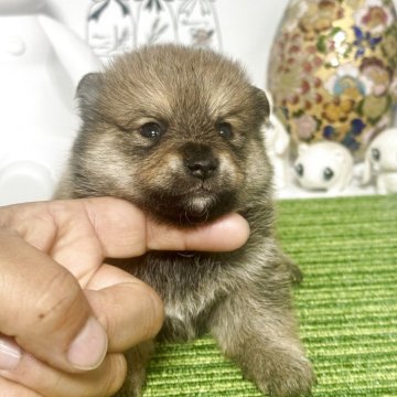 豆柴【茨城県・女の子・2025年11月8日・赤】の写真「🥰狸型顔、体のバランス良い」