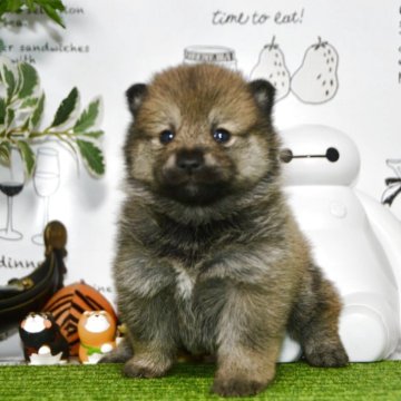 柴犬(豆柴)【茨城県・女の子・2025年11月8日・赤】の写真「😊狸型顔、体のバランス良い」