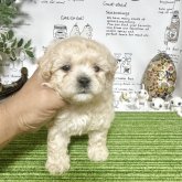 マルプー(マルチーズ×トイプードル)