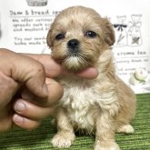 マルプー(マルチーズ×トイプードル)