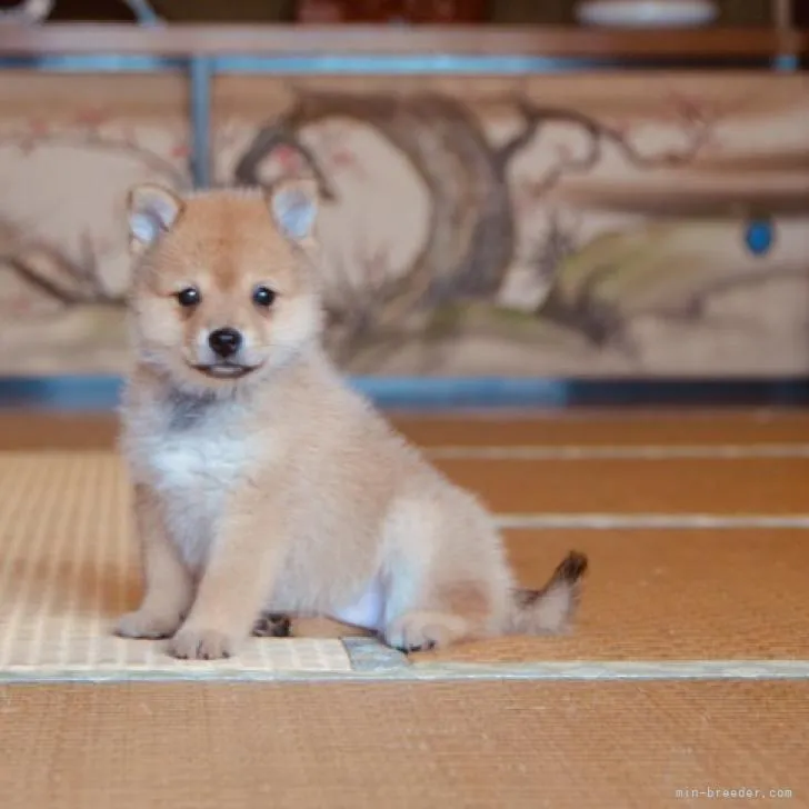M.A 様のお迎えした子犬