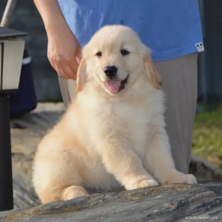 ID:2304-03923の子犬