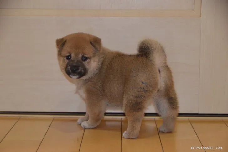 ID：2008-02844の子犬