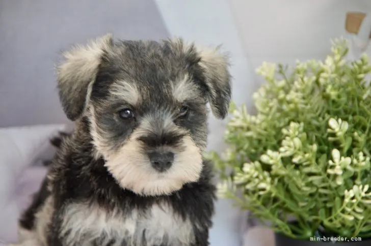 あゆたん 様のお迎えした子犬