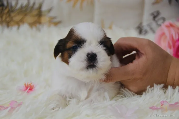 ID：2110-02724の子犬