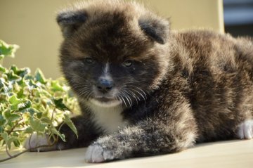 秋田犬【茨城県・男の子・2019年8月18日・赤虎】の写真「😆秋の10日間特別キャンペーン💕💕💕」