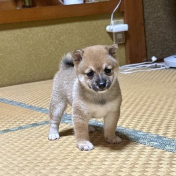 柴犬(豆柴)【茨城県・女の子・2024年7月20日・赤色】の写真「小粒な豆柴」