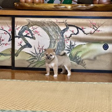 柴犬(豆柴)【茨城県・女の子・2024年7月20日・赤色】の写真「とても元気な女の子」
