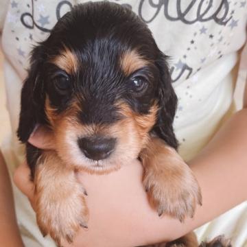 ミニチュアダックスフンド(ロング)【茨城県・男の子・2022年7月23日・ブラックタン】の写真「きれいな色分け」